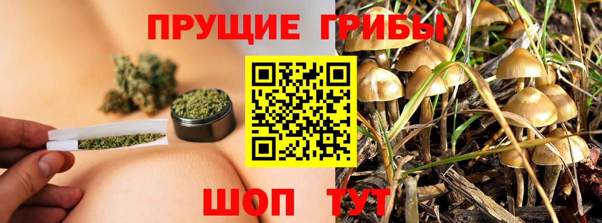 Дальнегорск  Галлюциногенные грибы GOLDEN TEACHER  Вход с VPN 